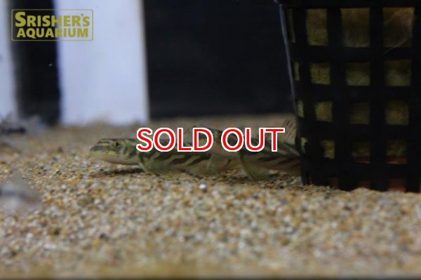 画像4: ゾディアックローチ (4)