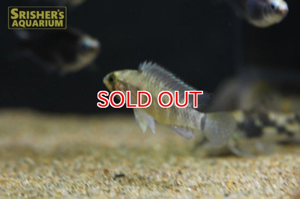 画像2: アピストグラマ　SP.（ペルー） (ペア) (2)