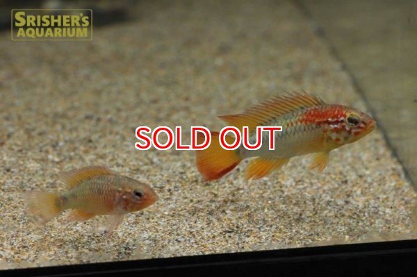 画像3: アピストグラマ　マクマステリ　スーパーレッドショルダー（ブリード） (ペア) (3)