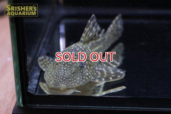 画像3: ロットリングアンジェリカスプレコ　 (3)