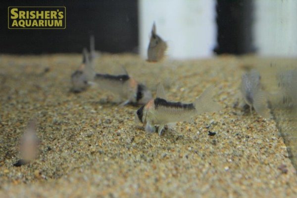 画像4: コリドラス　アドルフォイ（ブリード） (4)