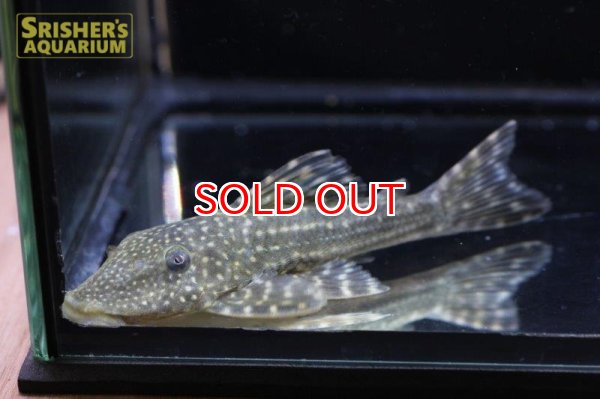 画像4: ロットリングアンジェリカスプレコ　 (4)