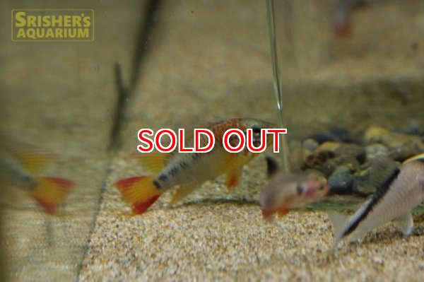 画像2: アピストグラマ　マクマステリ　スーパーレッドショルダー（ブリード） (ペア) (2)