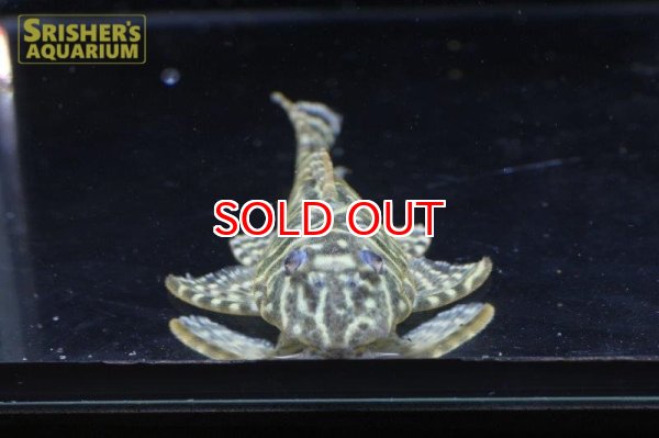 画像3: オリノコメガクラウンペコルティア (3)