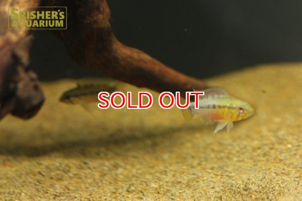 画像4: アピストグラマ ホングスロイ スーパーレッド　(ブリード) (ペア) (4)