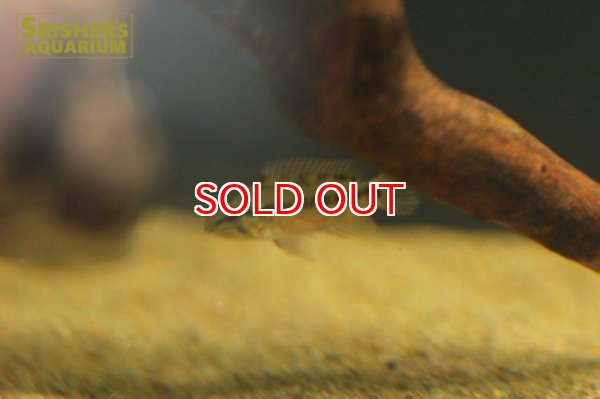 画像5: アピストグラマ ホングスロイ スーパーレッド　(ブリード) (ペア) (5)