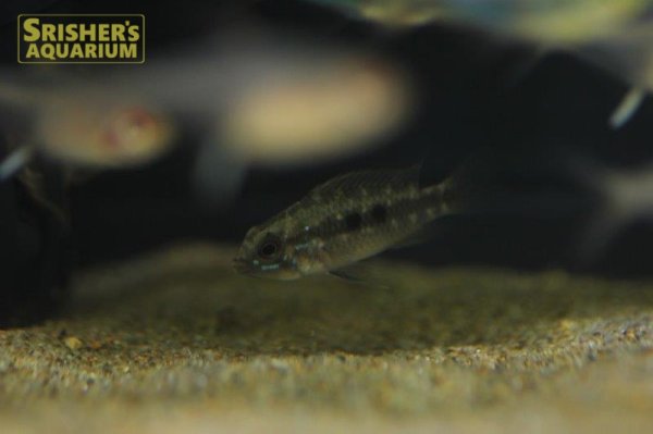 画像4: アピストグラマ　アルア　ワイルド　 (ペア) (4)