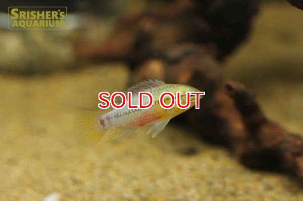 画像2: アピストグラマ ホングスロイ スーパーレッド　(ブリード) (ペア) (2)