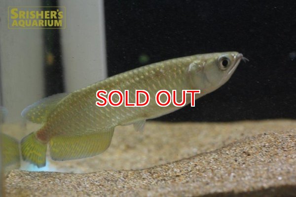 画像4: ノーザンバラムンディ (4)