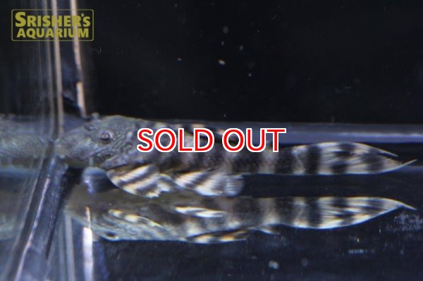 画像2: モノノケタイガープレコ (2)