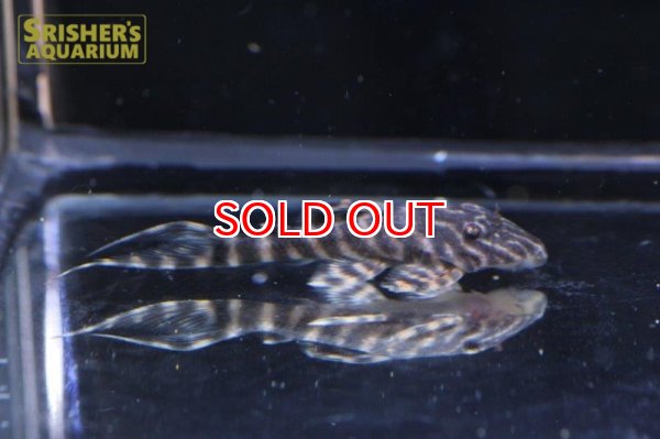 画像3: ライヤーテールゼブラペコルティア (3)