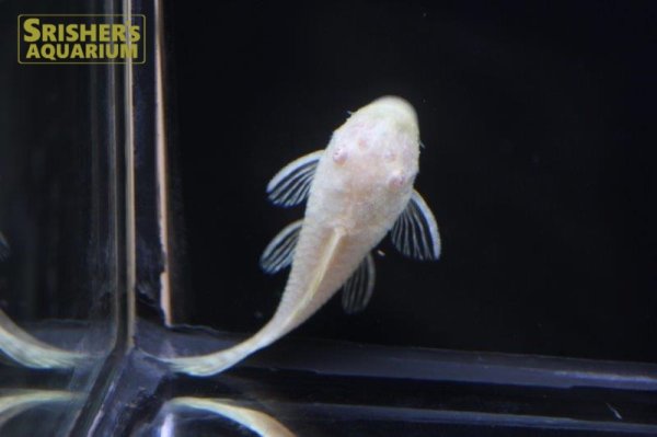 画像2: アルビノブッシーマウス (2)