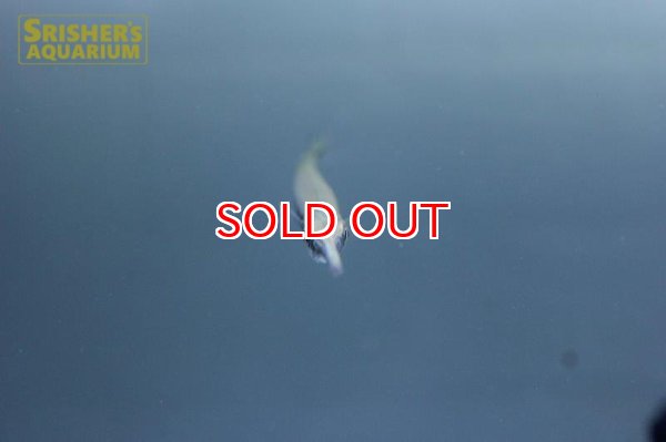 画像3: ニードルガー（ペルー） (3)