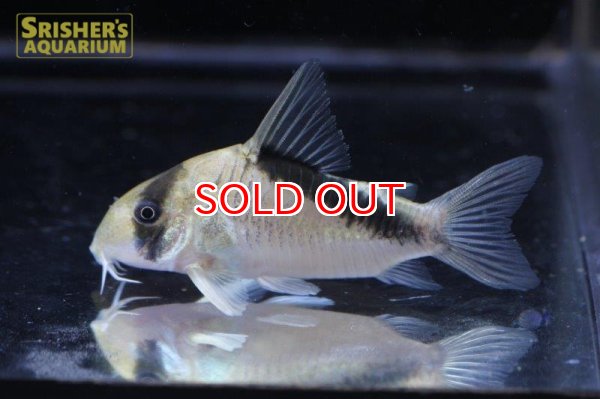 画像2: コリドラス　ショートノーズ　ネブリナエ (2)