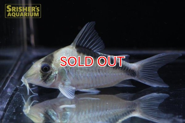 画像2: コリドラス　ネブリナエ n-1 (2)