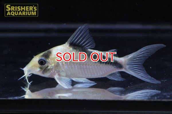 画像2: コリドラス　ネブリナエ n-4 (2)