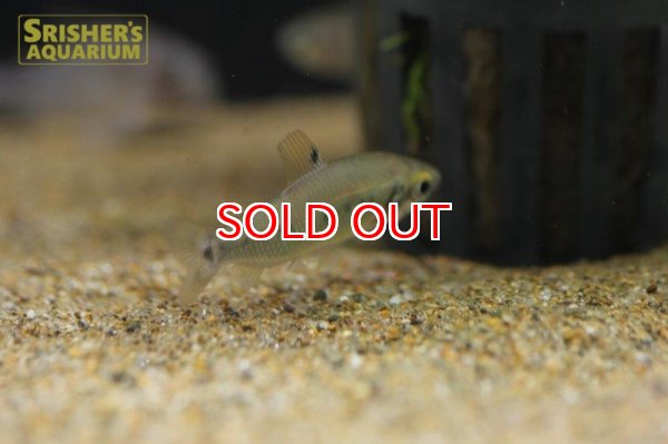 画像3: ディスティコダス　デセンマクラータ　WILD (3)