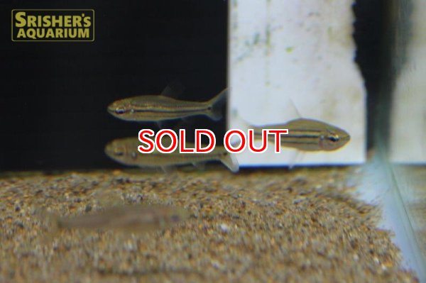 画像3: ネオレビアス　トリリネアータス　WILD (3)