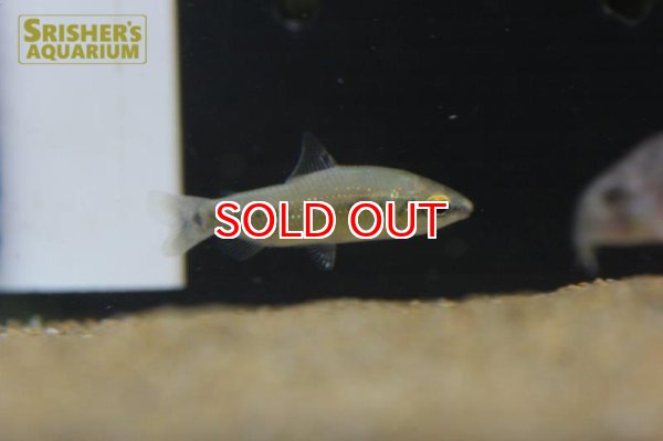 画像2: ディスティコダス　デセンマクラータ　WILD (2)