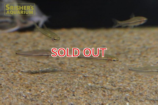 画像2: ネオレビアス　トリリネアータス　WILD (2)