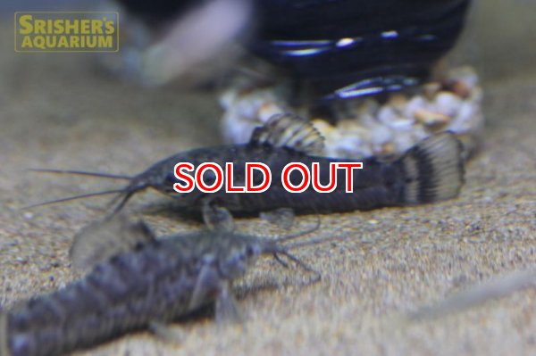 画像2: バンデッドホプロ（コロンビア）(PICTA) (2)