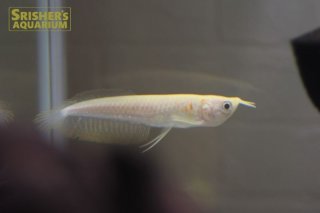 アロワナ、古代魚 - Arowana - スリッシャーズ アクアリウム