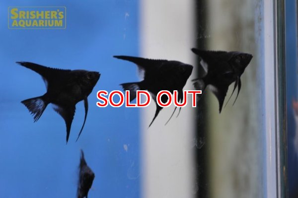 画像2: ブラックエンゼル (2)