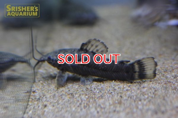 画像3: バンデッドホプロ（コロンビア）(PICTA) (3)