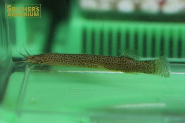 画像1: スポッテッドクーリーキャット（ペルー） (1)