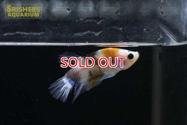 画像3: コイ ベタ オス n-5 (3)