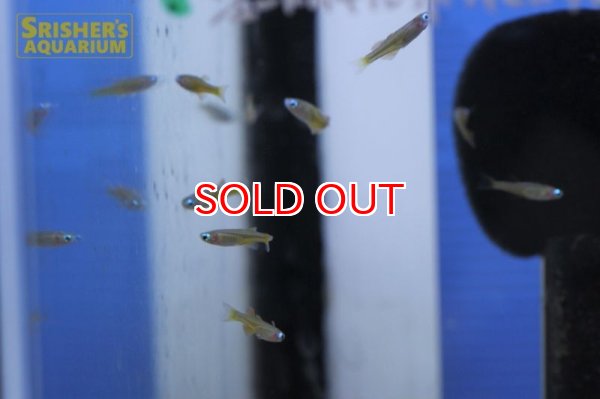 画像7: シュードムギル ｓｐ ティミカ (7)