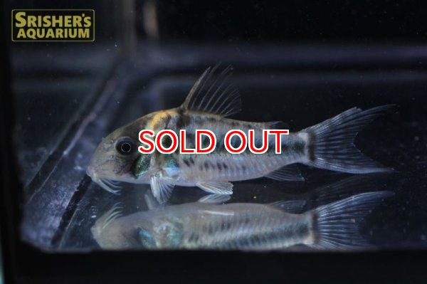 画像2: コリドラス　ブリットイ（ブリード）2017 WILD F1 n-1 (2)