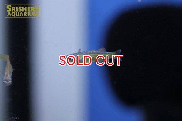 画像5: シュードムギル ｓｐ ティミカ (5)