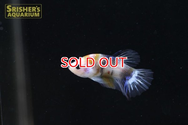 画像2: コイ ベタ オス n-5 (2)