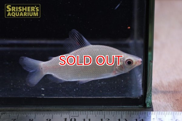 画像3: ディスティコダス　ノボリ (3)