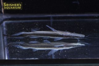 ナマズの仲間 Cat Fish スリッシャーズ アクアリウム 熱帯魚通販 熱帯魚専門店