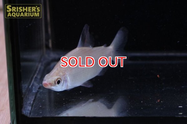 画像4: ディスティコダス　ノボリ (4)