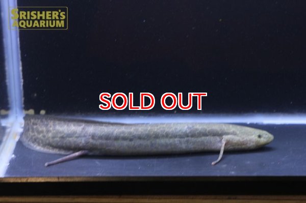 画像6: プロトプテルス エチオピクス コンギクス (6)