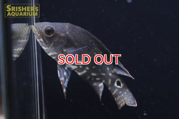 画像2: オスカー　レッドベリー　デメンデンス WILD (Astronotus rubroocellatus) (2)