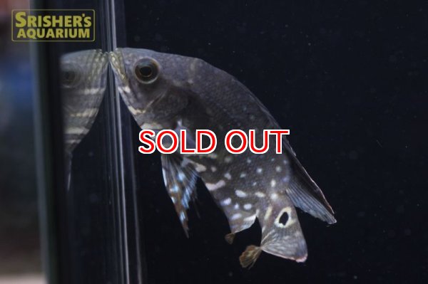 画像3: オスカー　レッドベリー　デメンデンス WILD (Astronotus rubroocellatus) (3)