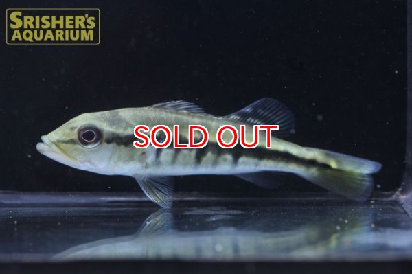 画像3: シクラ　インターメディア（ブリード） (3)