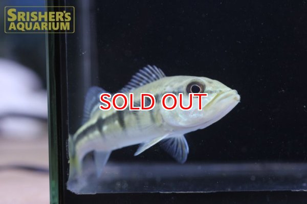 画像2: シクラ　インターメディア（ブリード） (2)