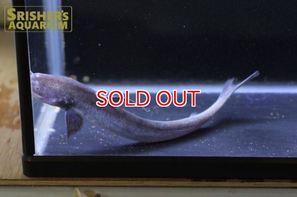 画像8: ピンクカンディル Cetopsis candiru (8)