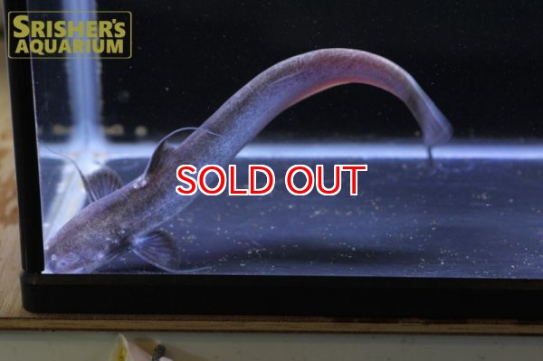 画像7: ピンクカンディル Cetopsis candiru (7)