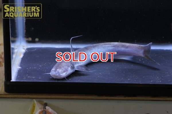 画像3: ピンクカンディル Cetopsis candiru (3)