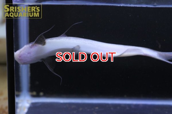 画像11: ピンクカンディル Cetopsis candiru (11)