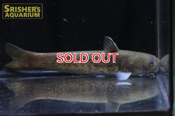 画像2: メタリックゴールドカンディル　 (2)