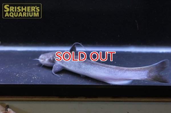 画像5: ピンクカンディル Cetopsis candiru (5)