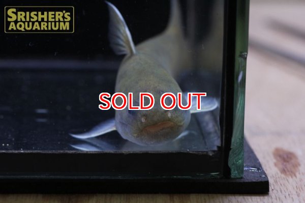 画像3: メタリックゴールドカンディル　 (3)