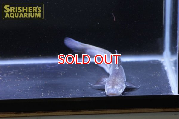 画像6: ピンクカンディル Cetopsis candiru (6)